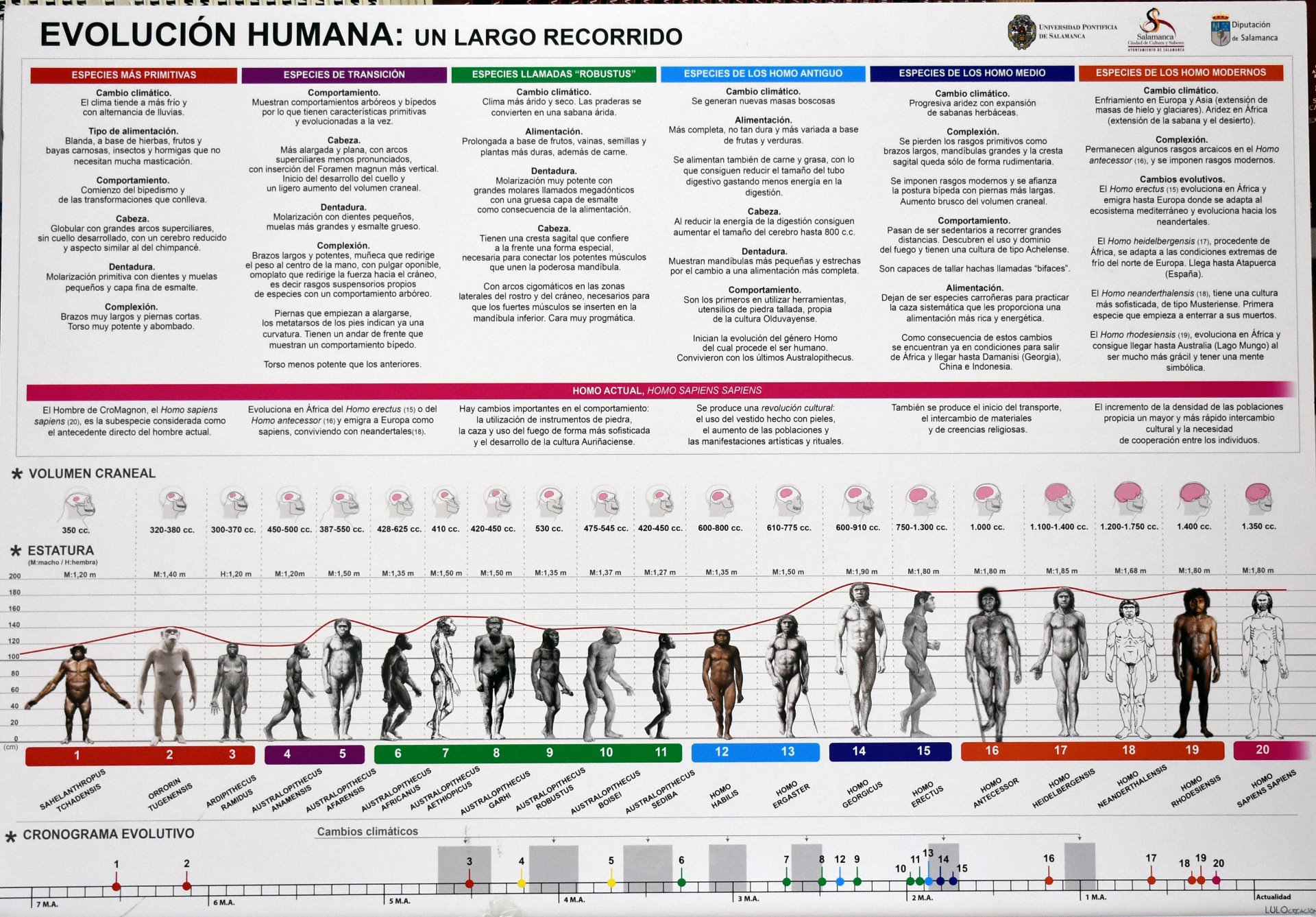 La Hominizaci N Y La Prehistoria